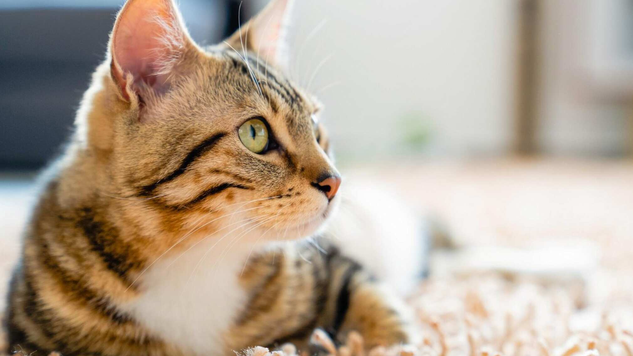 El ronroneo es una señal de confianza