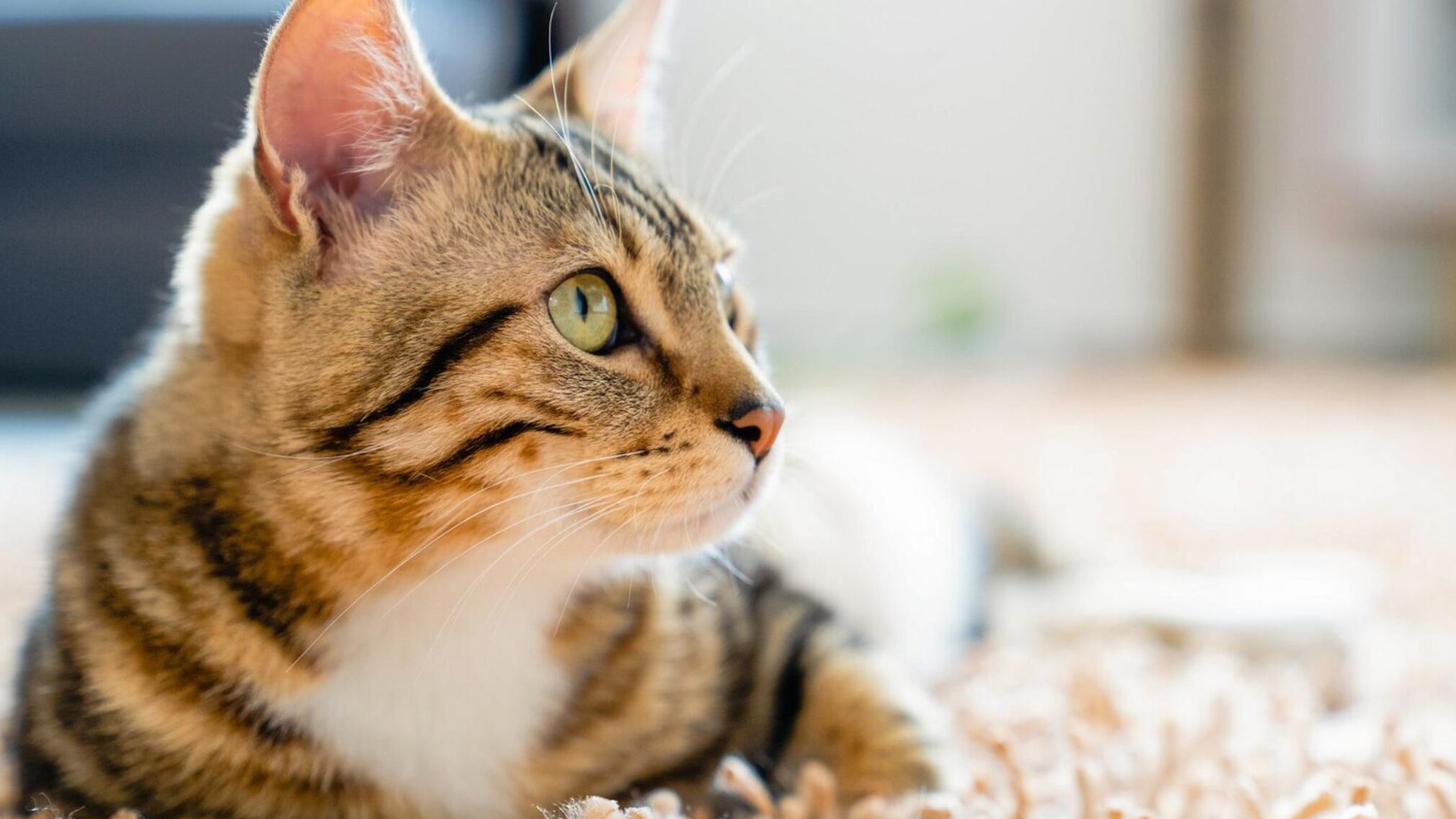 El ronroneo es una señal de confianza