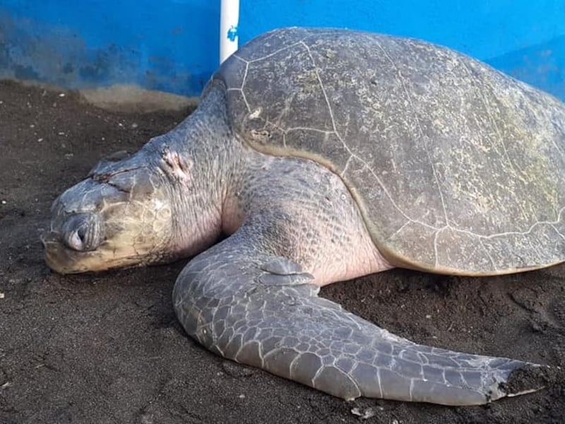 Rescatan y rehabilitan a dos tortugas que resultaron heridas