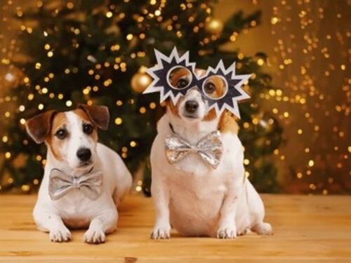 ¿Cómo calmar a tu mascota durante los fuegos artificiales de diciembre?