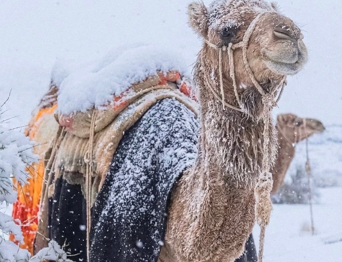 Camellos en la nieve: Inédito fenómeno climático en Arabia Saudita