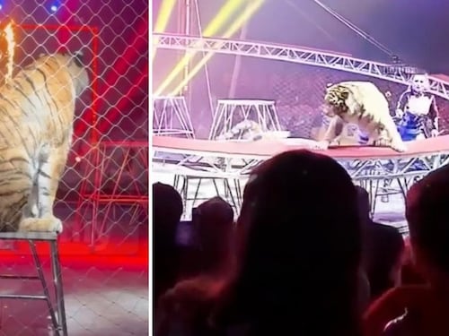 VIDEO. Momento en que un tigre de circo se lanza hacia la multitud en Rusia