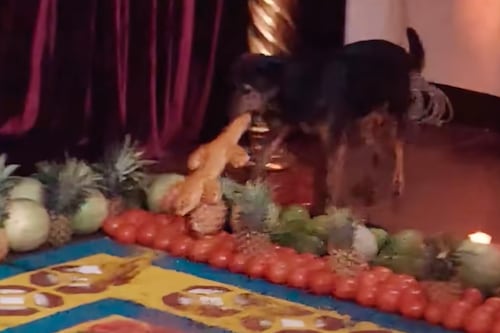 VIDEO. Perrito “se roba” pan en huerto de velación y se vuelve viral en redes