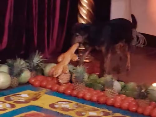 VIDEO. Perrito “se roba” pan en huerto de velación y se vuelve viral en redes