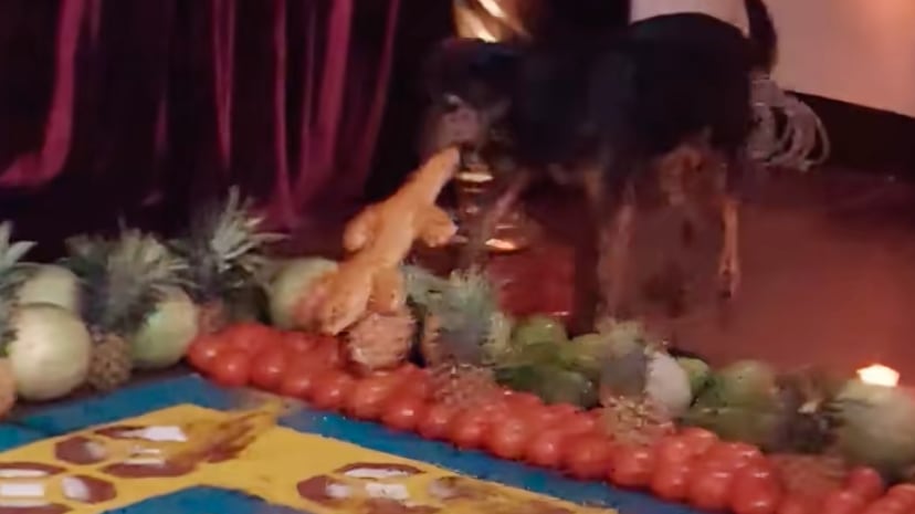 Perrito se roba la atención al robarse uno de los panes del huerto de velación. Foto: RRSS