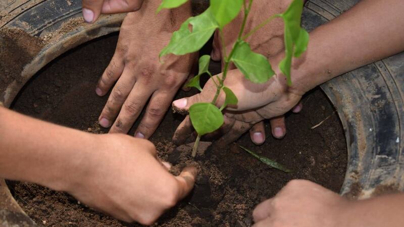 Día del árbol: En varios departamentos buscan frenar el deterioro del ecosistema