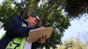 La Dirección Municipal de Medio Ambiente lleva a cabo intervenciones técnicas en árboles de la vía pública para tratar la plaga del muérdago. Foto: Municipalidad de Guatemala.