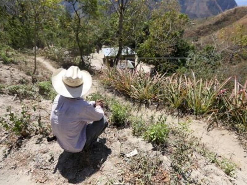 Inseguridad alimentaria afecta a 103 mil personas en norte de Centroamérica