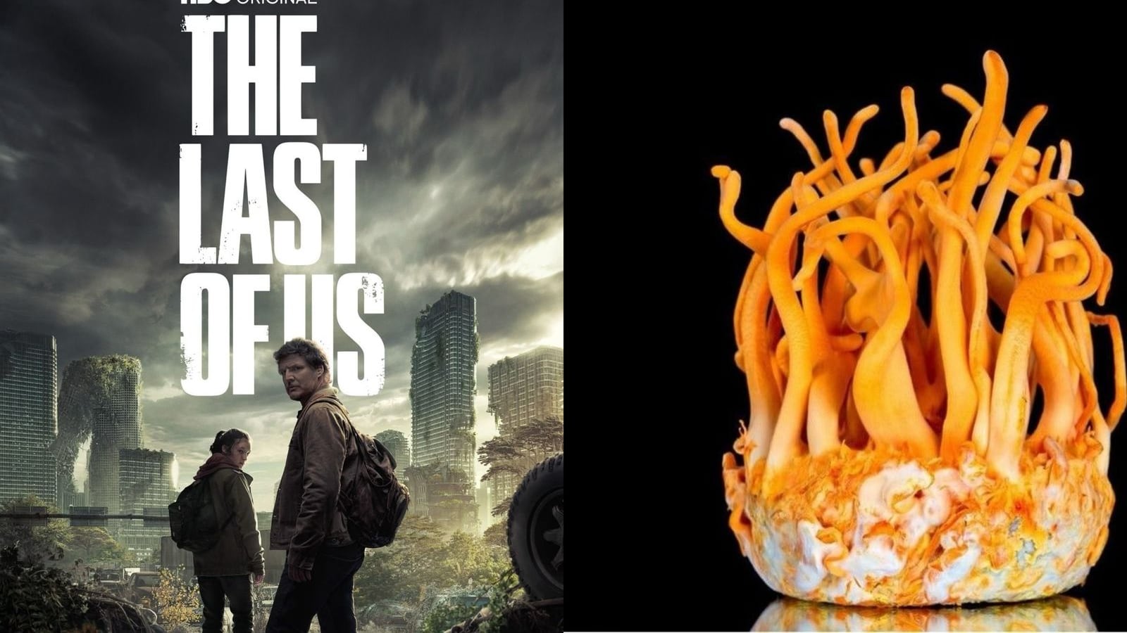 El hongo de The Last of Us es real