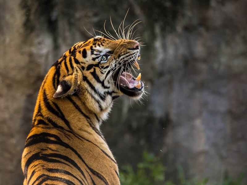 Tigre le arranca la mano a una cuidadora en un parque de safari