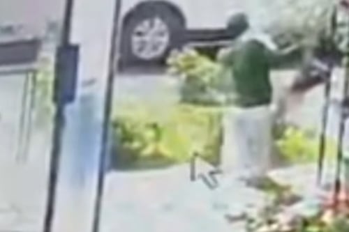 VIDEO. Motoladrones roban bonsái valorado en más de Q22 mil en avenida Las Américas