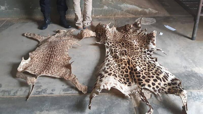 Decomisan pieles de animales silvestres y capturan a un hombre en Cobán