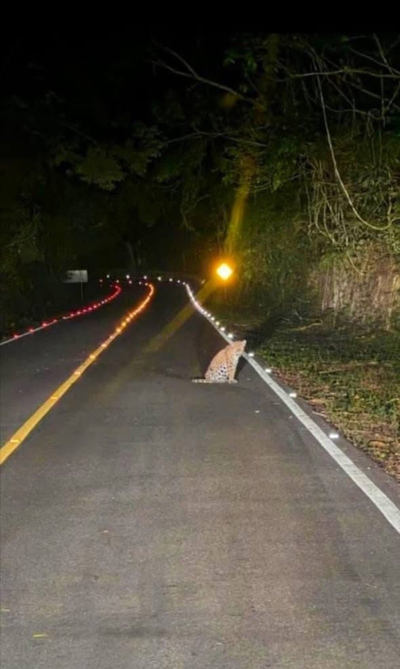 Jaguar sorprende a conductores en carretera de Tikal. Foto: RRSS