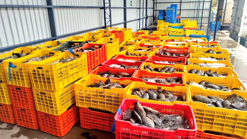 La SAT reporta decomiso de 9,389 kilos de Tilapia. Foto: RRSS