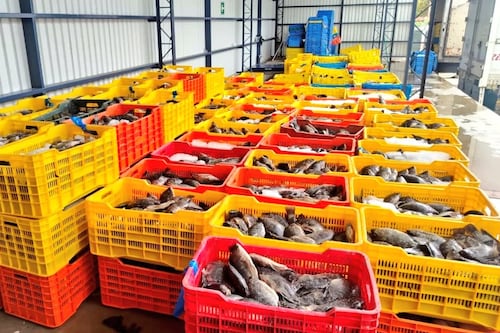 SAT decomisa más de 9 mil kilos de tilapia por caso de contrabando en la aduana El Florido