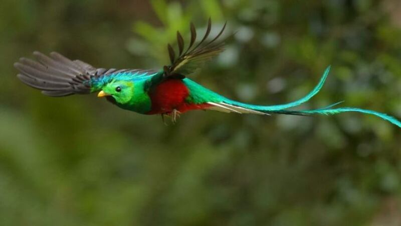El Quetzal