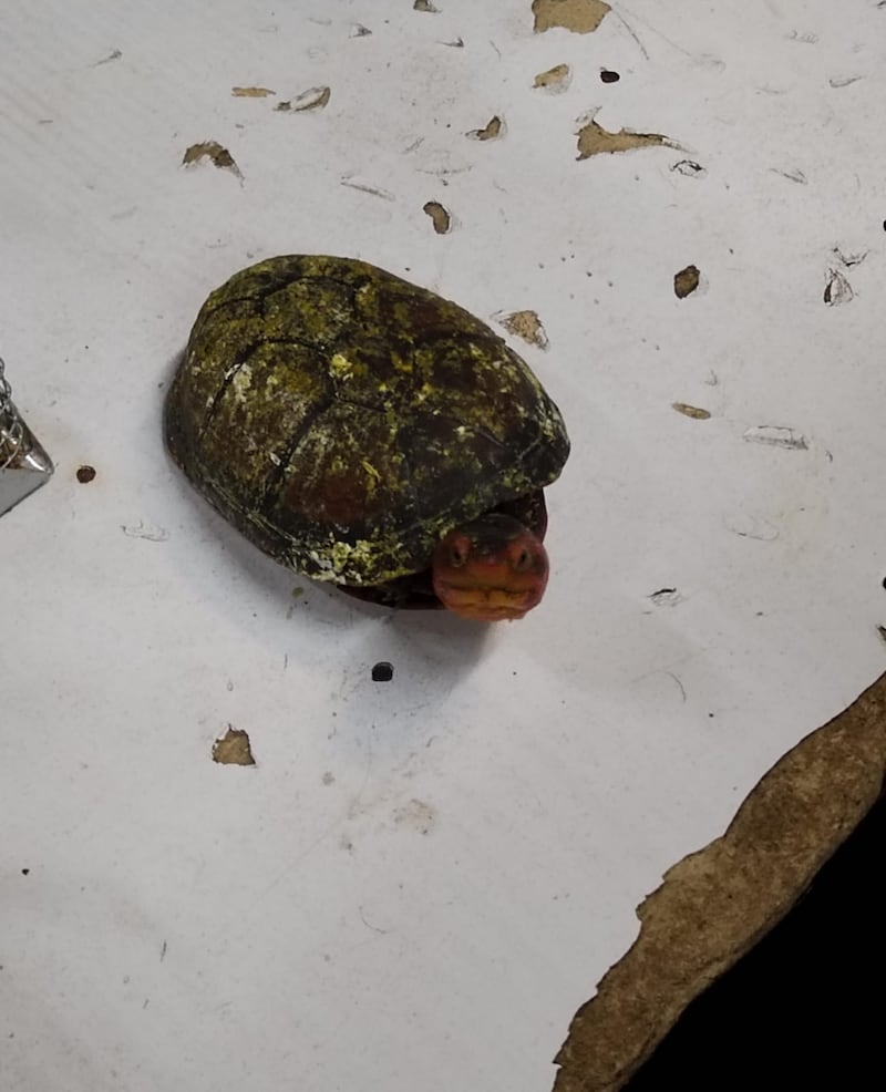 Tráfico de tortugas en Guatemala.