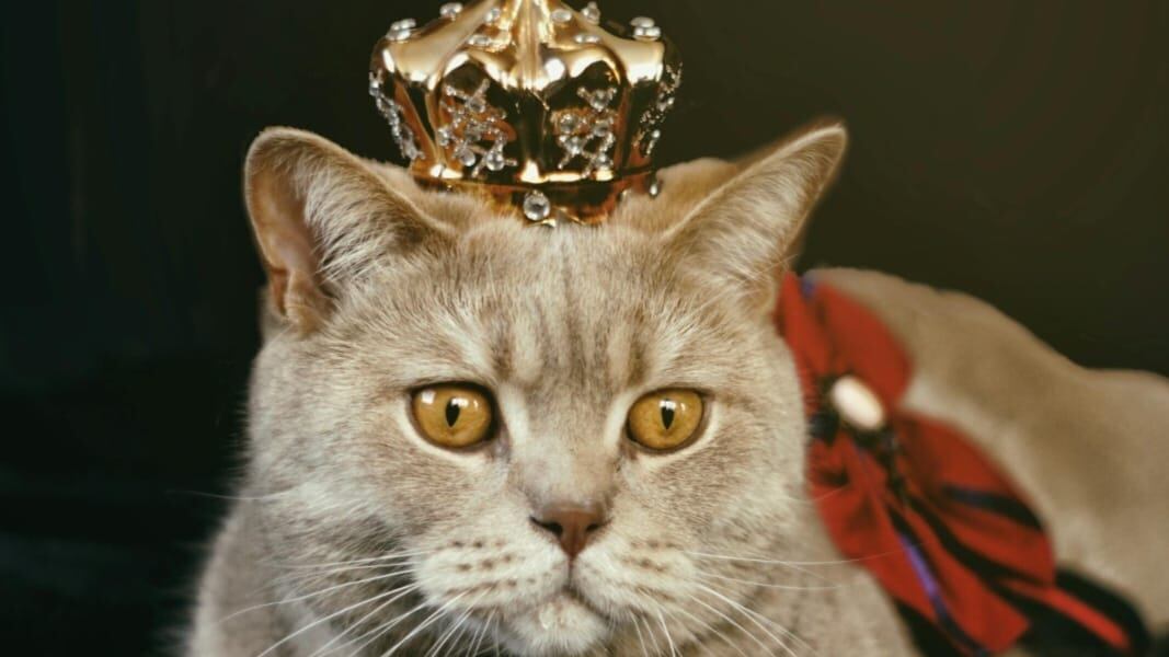 Para los amantes de los felinos, hoy se celebra el Día del Gato. Foto: Archivo.