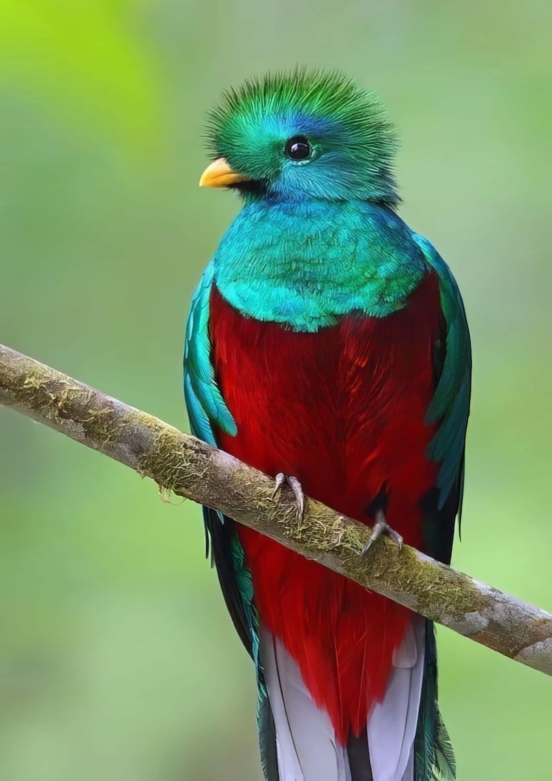 Una de las aves más  bellas del mundo.