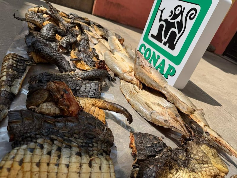 Comerciantes fueron sorprendidos vendiendo carne de cocodrilo. Foto: Conap