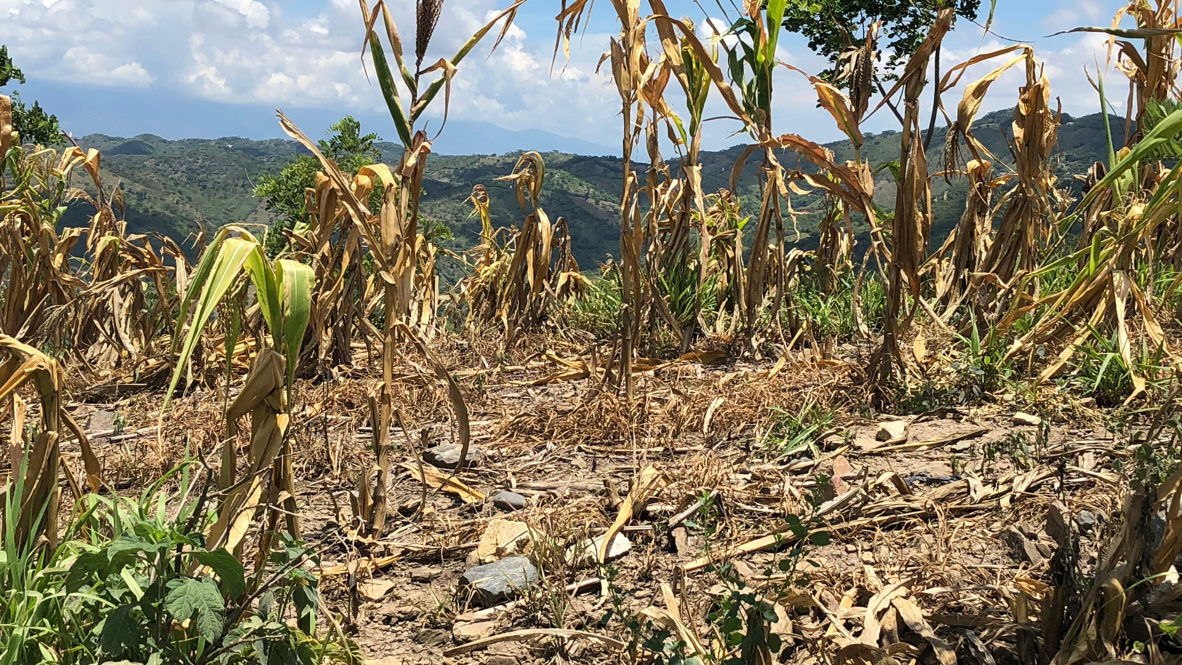 Fenómeno de El Niño: Urgen atender hambre estacional