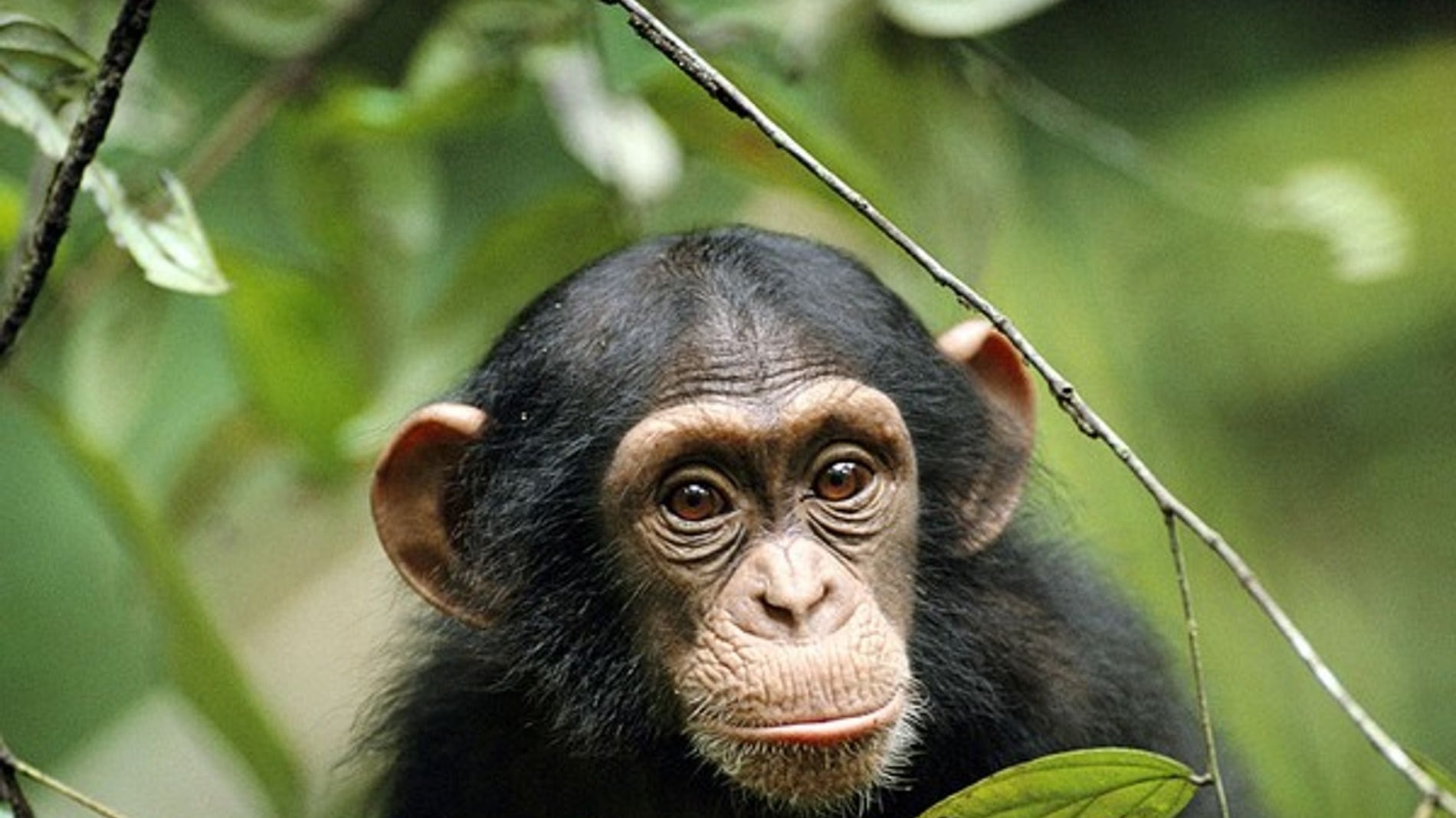 Este es el tratamiento médico que se dan los chimpancés