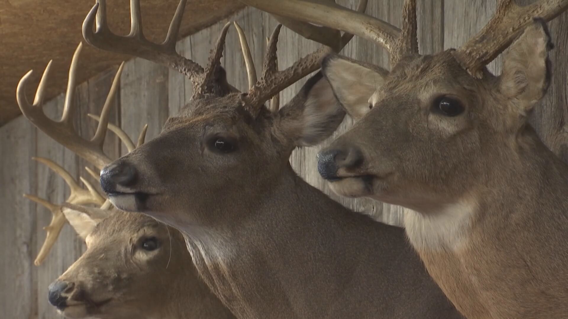 Fueron vistos con protuberancias parecidas a los “conejos Frankenstein” y “ardillas zombies”. (Foto: Redes sociales)
