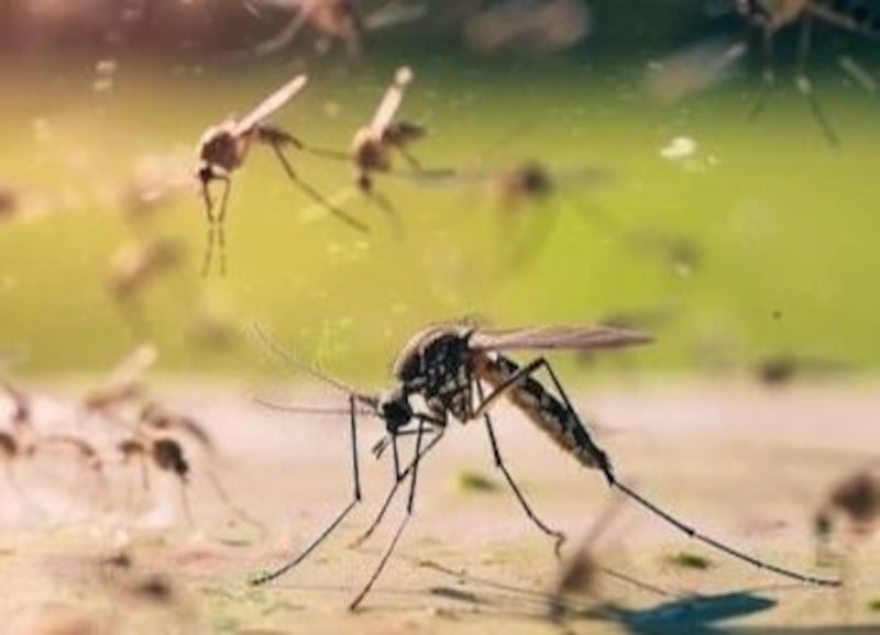 ¡Proteger a tu familia está en tus manos!

Durante la Semana de Acción contra los Mosquitos