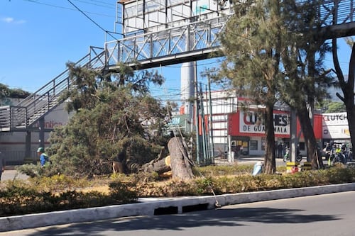 Tala de árbol de gran tamaño en la Roosevelt bloquea el paso