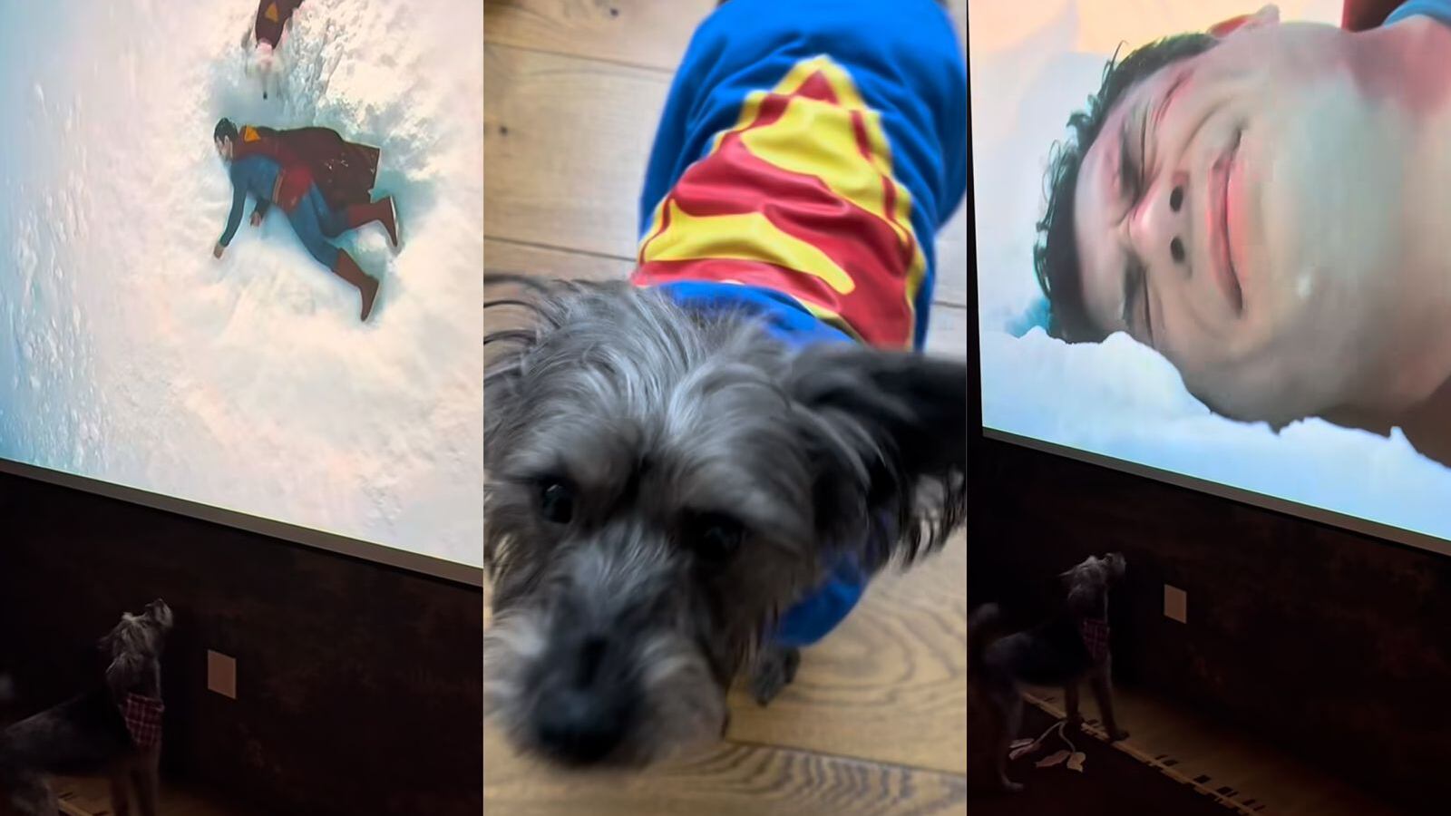 “Ozu viendo a su ‘versión superhéroe’ en pantalla… ¡No puede ser más tierno! James Gunn compartió este momento adorable y el internet no puede con tanto amor.