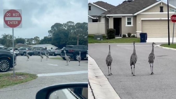 Las aves grullas canadienses caminan por las calles de Florida emitiendo un fuerte canto antes de la llegada del huracán Milton