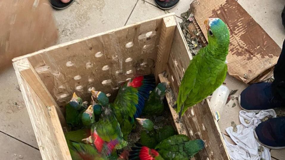 El tráfico de loros es común en Guatemala.