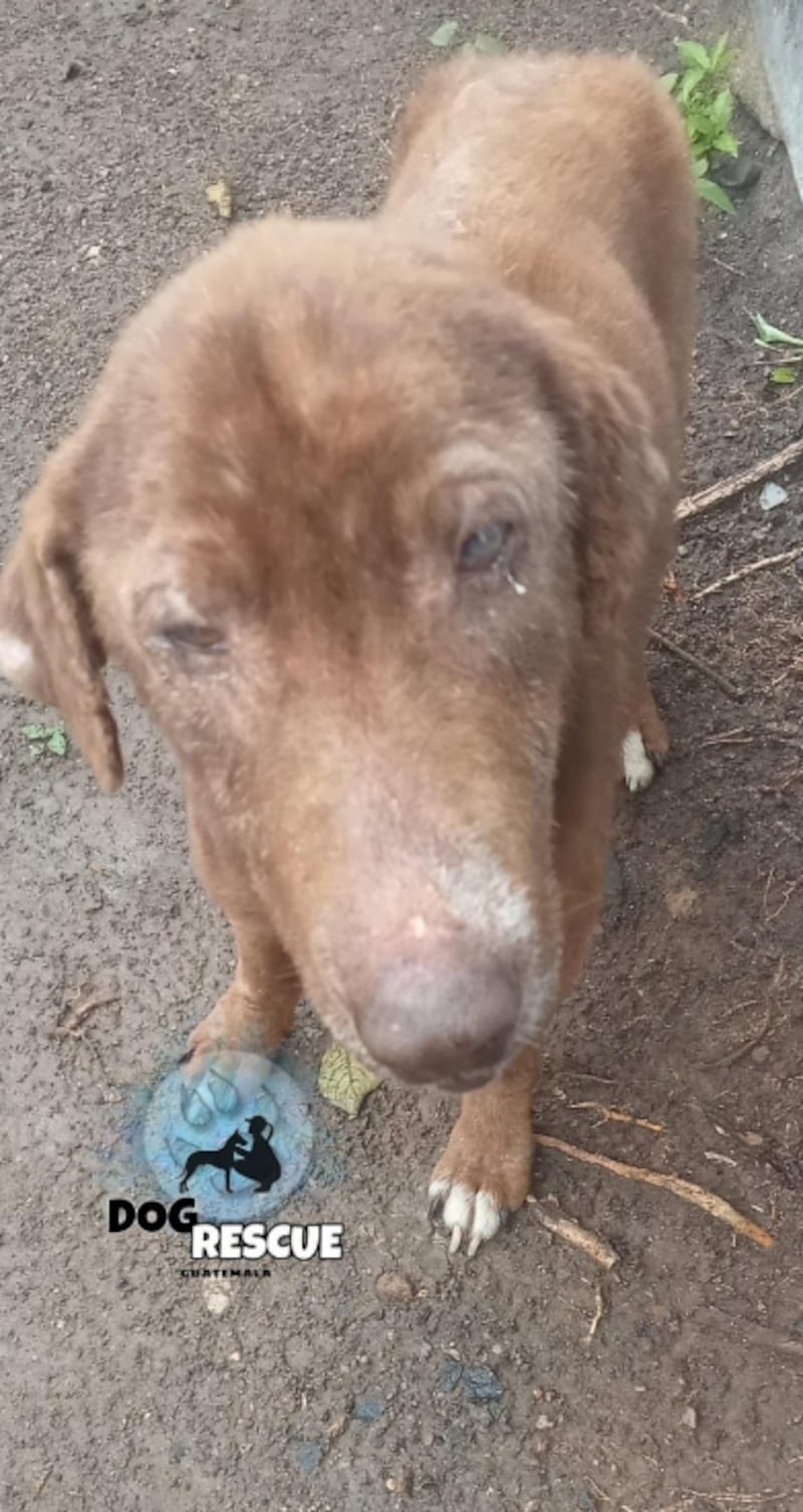 Comunidad en Amatitlán solicita apoyo para auxiliar a perrito