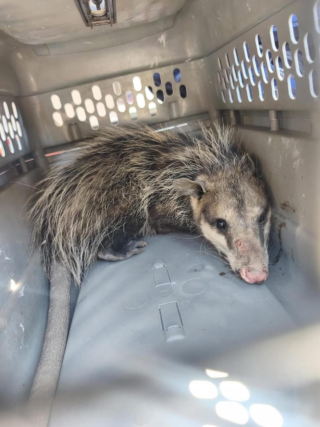 Bomberos rescatan zarigüeya atrapada en gallinero en Santa Cruz del Quiché