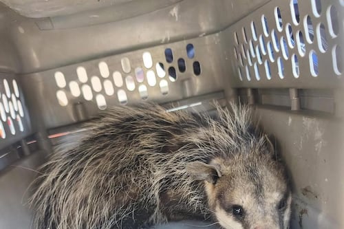Bomberos rescatan zarigüeya atrapada en gallinero en Santa Cruz del Quiché