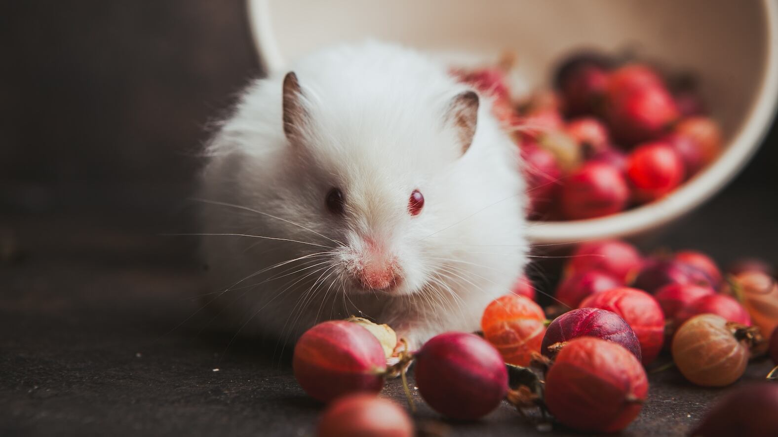 Las ratas pueden contar