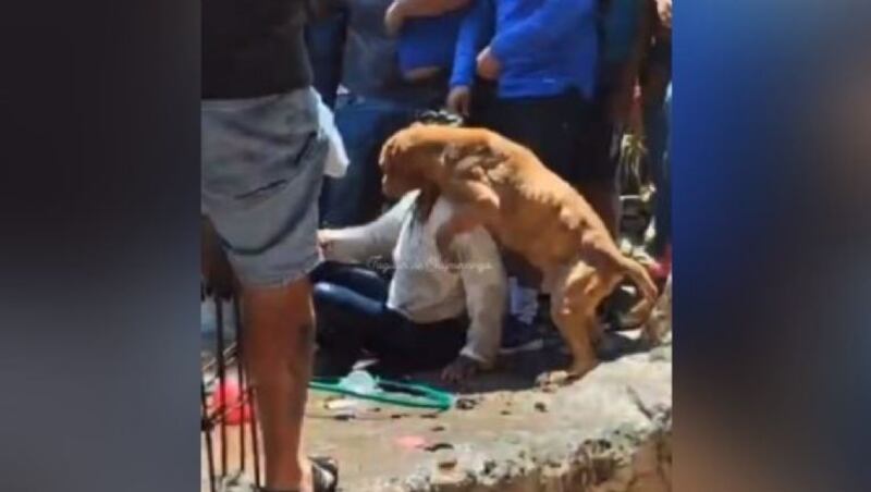 Perrito defendió con su cuerpo a mujer linchada por el crimen de Camila