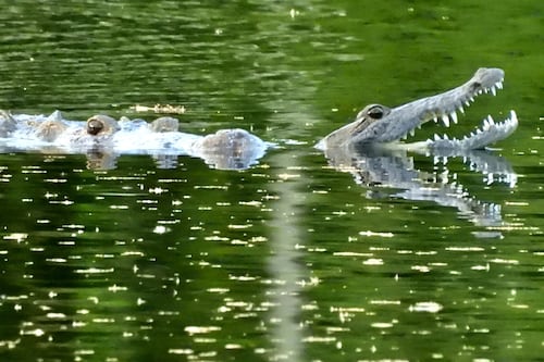 Fotos: Cocodrilo devora a otro más pequeño en Petén