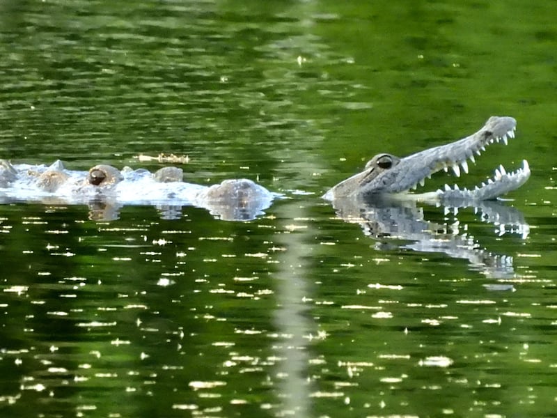 Fotos: Cocodrilo devora a otro más pequeño en Petén