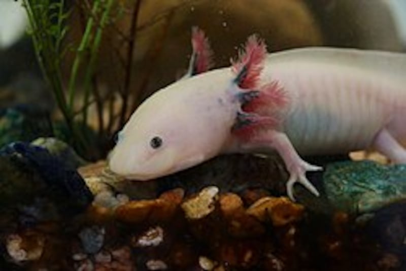 Su extraordinaria capacidad de regenerar partes de su cuerpo sigue asombrando a la ciencia, aunque la pérdida y el deterioro de los ecosistemas acuáticos lo ponen en riesgo. Foto: Wikipedia.
