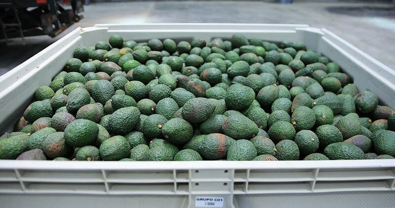 aguacate