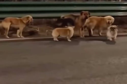 De película: perros escapan tras ser secuestrados y regresan solos a casa