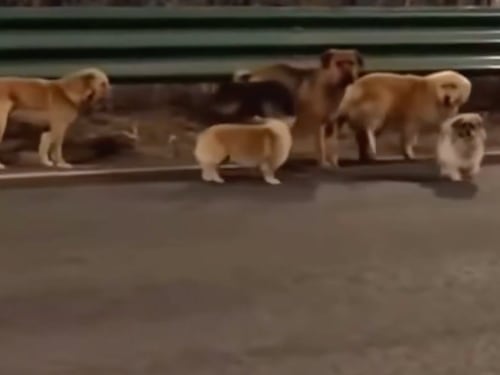 De película: perros escapan tras ser secuestrados y regresan solos a casa