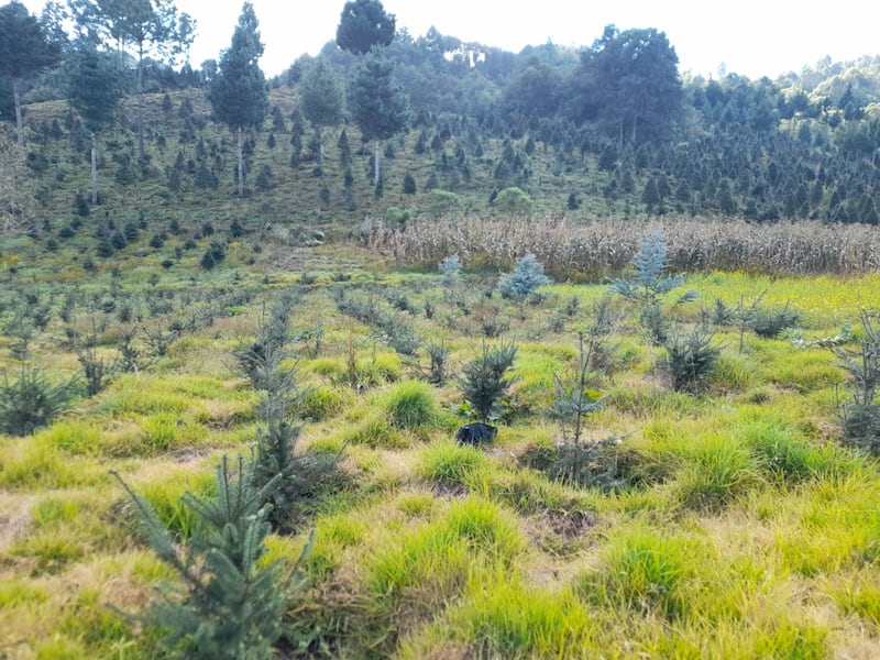 Impulsan conservación de pinabete a través de bosques nativos y plantaciones