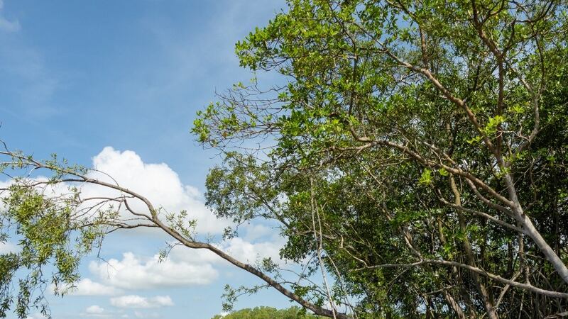 Realizan encuentro forestal para fortalecer y diversificar proyectos