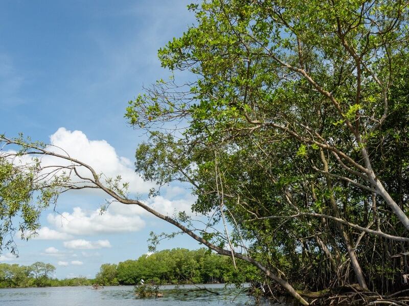 Realizan encuentro forestal para fortalecer y diversificar proyectos