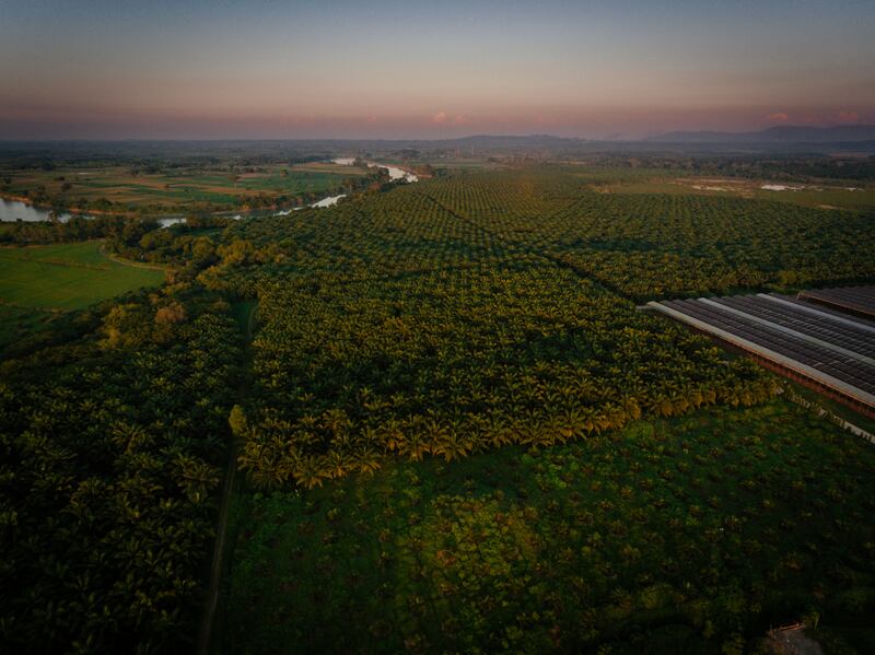 Evaluación de biodiversidad existente en el sistema de plantaciones de palma de aceite en Guatemala.