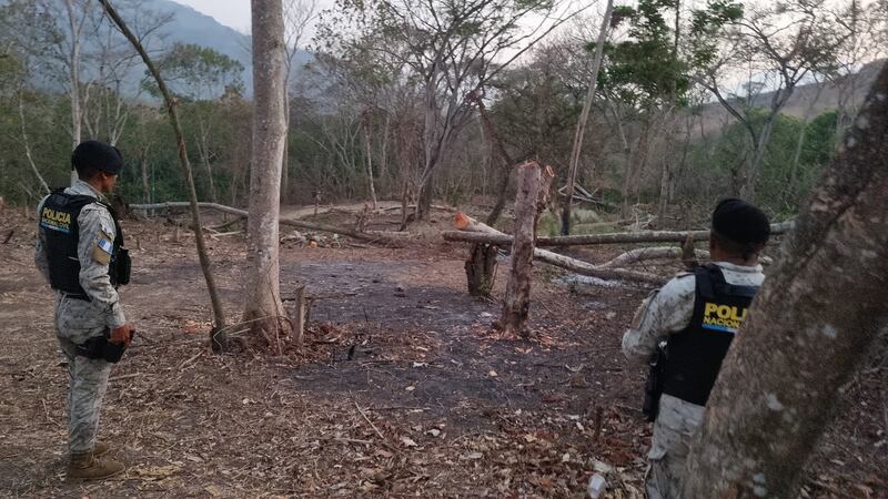 ¡Inconscientes con la naturaleza! Hombres son capturados por talar árboles en peligro de extinción