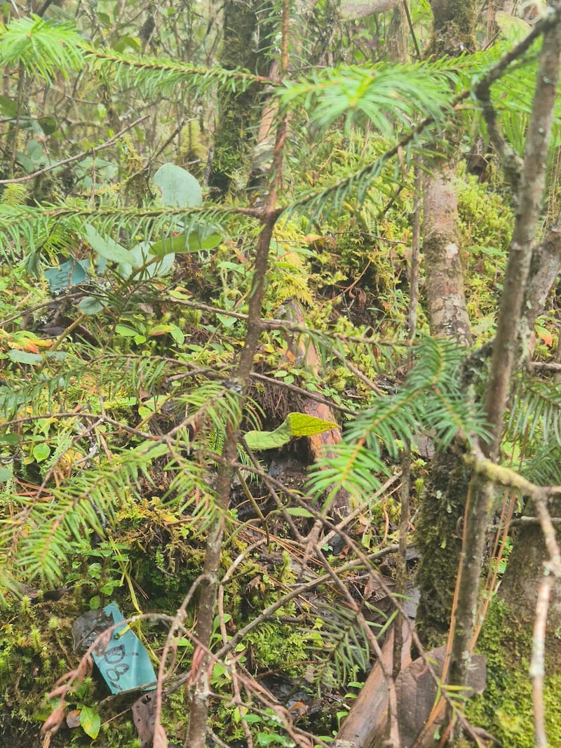 La restauración del pinabete ha sido posible gracias al trabajo en conjunto de Ingenieros Forestales y de las comunidades.