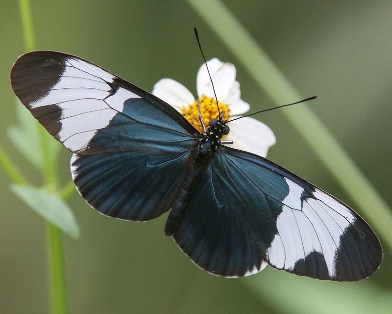 Biodiversidad existente en el sistema de plantaciones de palma de aceite en Guatemala.